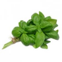Albahaca Mata